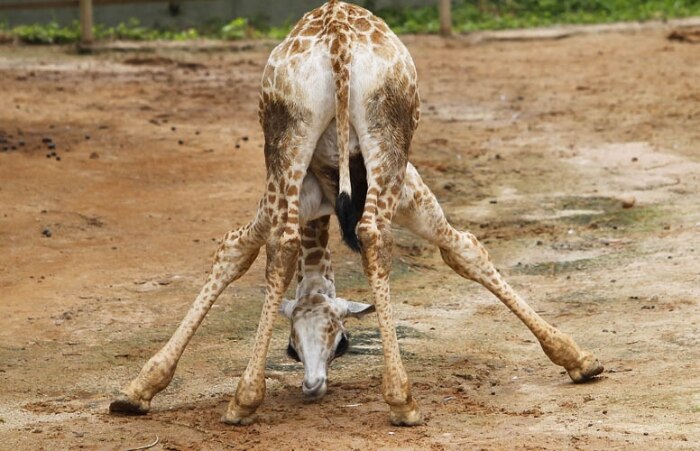 Morre girafa que nasceu no zoológico de São Paulo