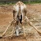 Morre girafa que nasceu no zoológico de São Paulo Morre girafa que nasceu no zoológico de São Paulo