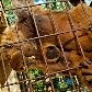 Zoológico de Sorocaba consegue primeiro filhote de muriqui Zoológico de Sorocaba consegue primeiro filhote de muriqui