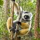 Sifaka diademado (