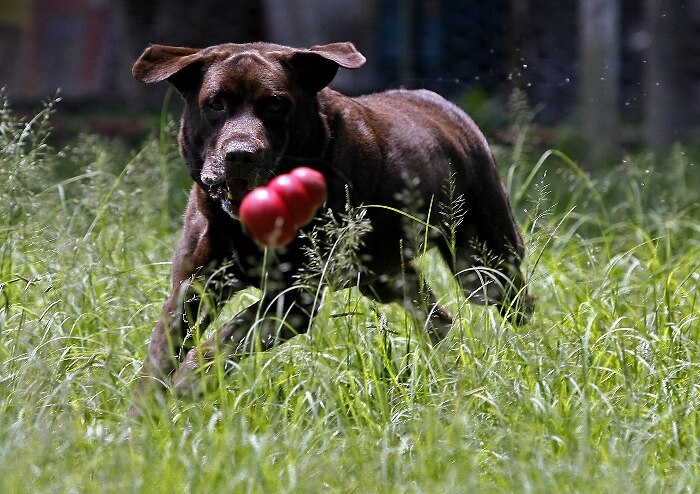 O cão farejador Shelton se aposenta da PM