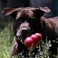 O cão farejador Shelton se aposenta da PM