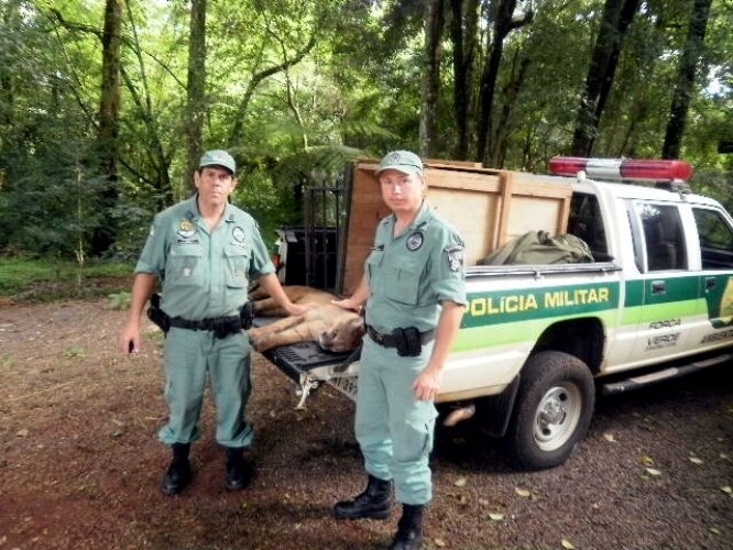 Onça é capturada dentro de churrasqueira no Paraná
