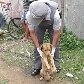 Cão que sobreviveu a tiro na cabeça dado pelo dono passa bem