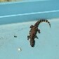 Filhote de jacaré é encontrado no interior de São Paulo 