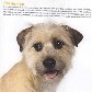 Projeto torna cães abandonados em estrelas de calendário Projeto torna cães abandonados em estrelas de calendário