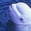 Baleia-branca consegue imitar voz humana Foto:Reprodução