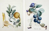 Aquarelas de Dalí: R$ 2 mi