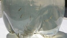 Larvas do Aedes aegypti - Daniel Teixeira/Estad&atilde;o