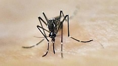 O mosquito Aedes aegypti transmite dengue, zika e chikungunya - AFP
