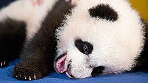 Filhote de panda tira soneca enquanto &eacute; fotografado em zoo; veja fotos - AP