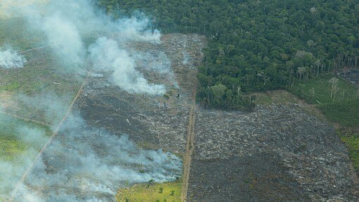 Desmatamento aumenta 169% na Amazônia Legal em janeiro deste ano - Agência Brasil Desmatamento aumenta 169% na Amazônia Legal em janeiro deste ano - Agência Brasil
