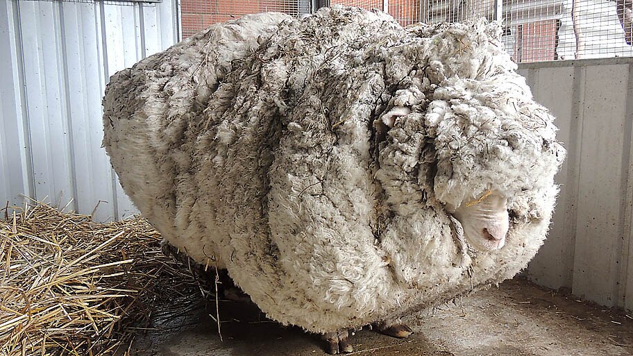  - Carneiro Chris antes de ser tosquiado e gerar mais de 40 quilos de lã em Camberra, na Austrália. Foto: RSPCA / AP