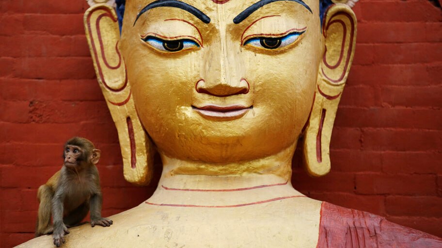  - Macaco senta-se sobre uma est&aacute;tua durante as celebra&ccedil;&otilde;es no anivers&aacute;rio do nascimento de Buda, em Katmandu, no Nepal. Foto: Navesh Chitrakar / Reuters