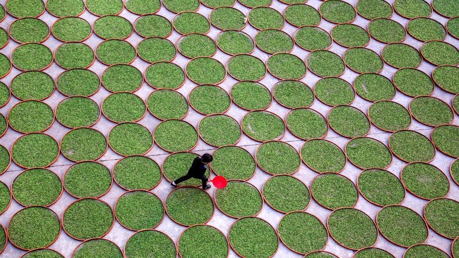  - Folhas da erva são colocadas para secar em uma empresa de Dening, na província de Fujian, na China. Foto: Stringer / Reuters