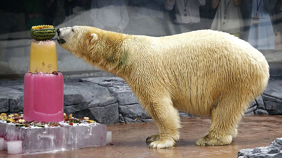  - Inuka, o primeiro urso polar nascido nos tr&oacute;picos, come um bolo de gelo durante festa do seu anivers&aacute;rio, no zool&oacute;gico de Cingapura. Foto: Edgar Su / Reuters