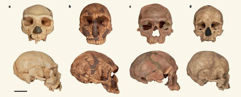 Homo sapiens de 300 mil anos