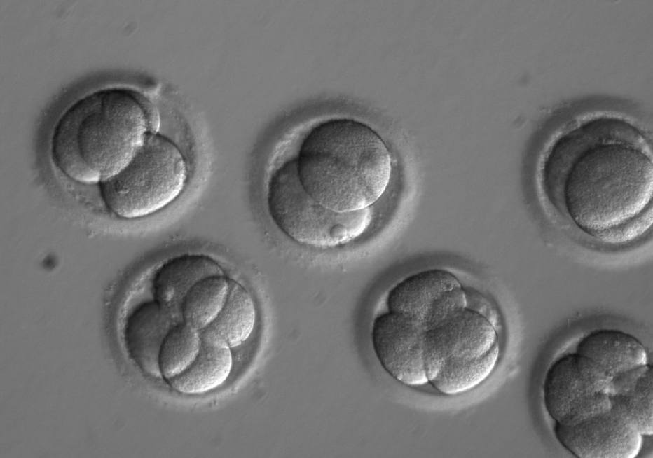 Cientistas conseguem editar genoma de embrião humano 1501692277310