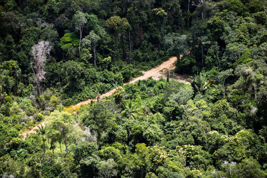 Análise: Cortar floresta é contraproducente para o Brasil ... - Estadão