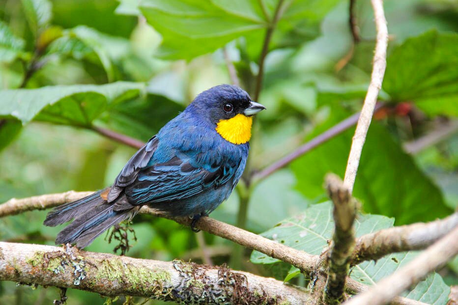 Iridosornis porphyrocephalus