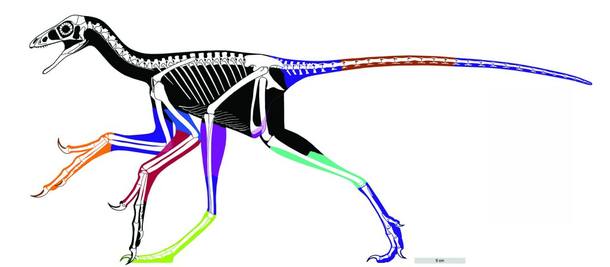 Função das asas dos dinossauros pode não ter sido o voo, diz estudo