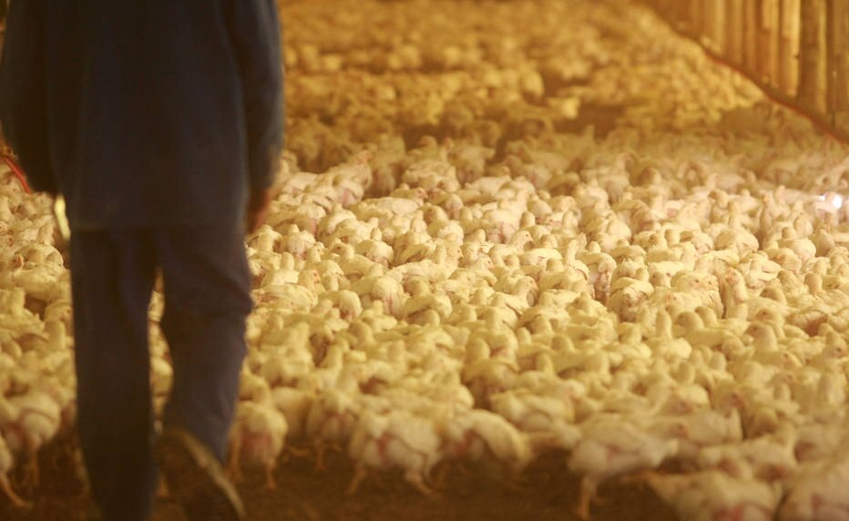 Exportações de frango