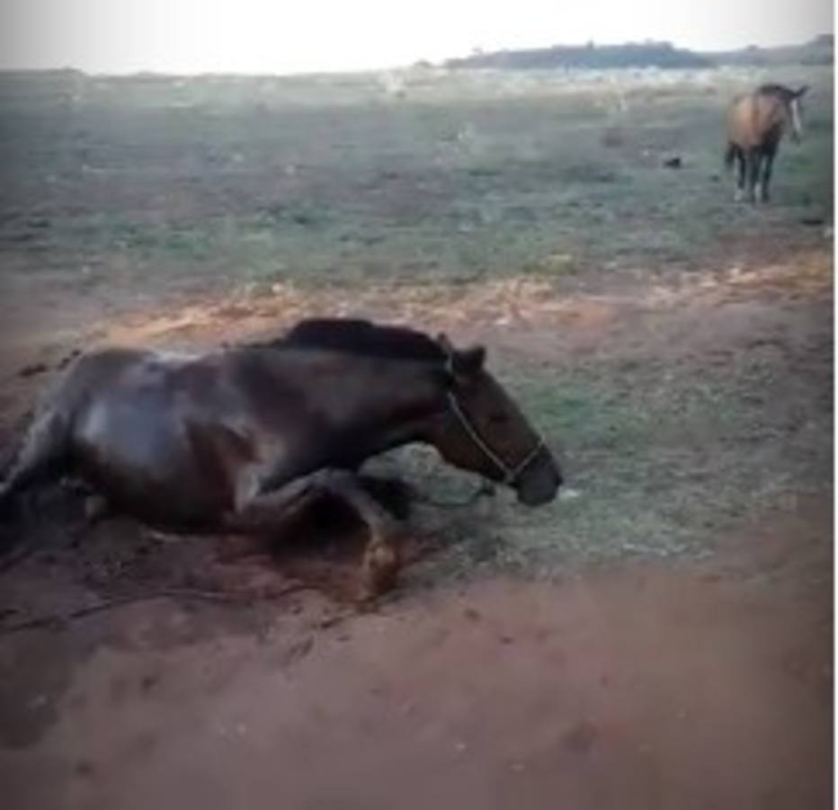 Mais de 40 cavalos s&atilde;o envenenados no interior de SP