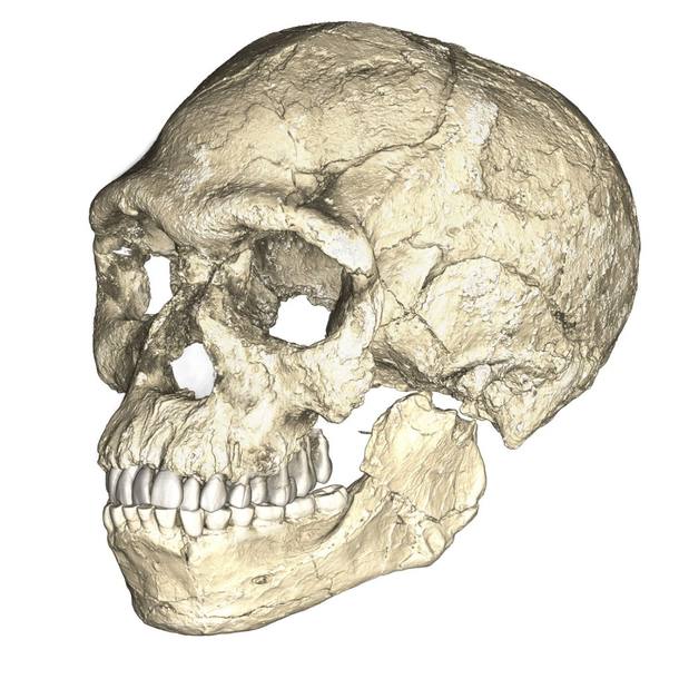 Homo sapiens de 300 mil anos