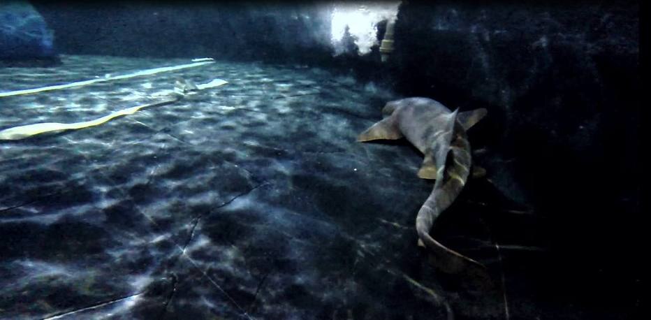 Tubarão-lixa resgatado em residência recebe comida na boca em ... - Estadão