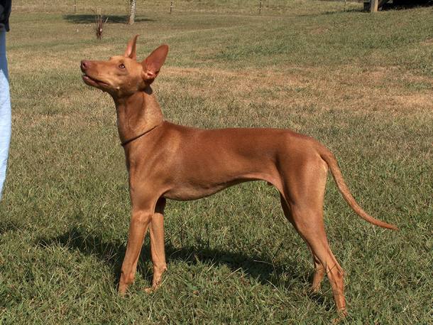 Cães 