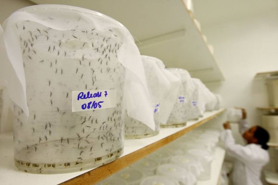 Resultado de imagem para mosquito transgenicos piracicaba