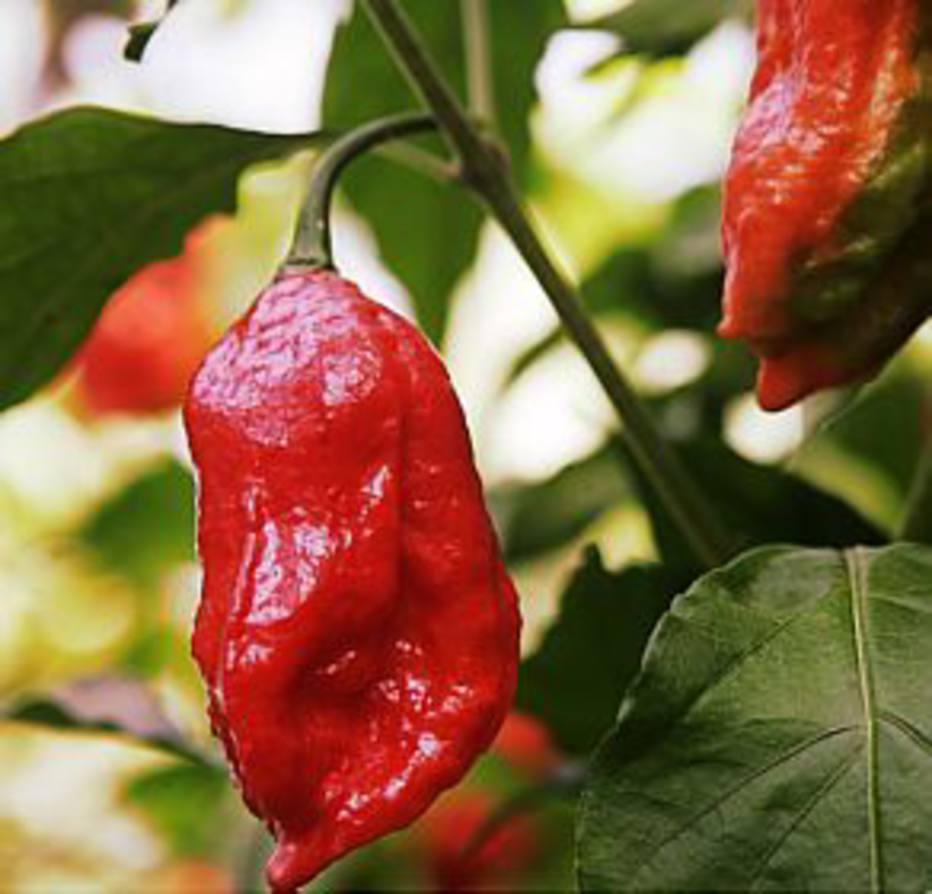 Keiny Andrade/Estadão - O sangue passa a ter uma viscosidade melhor e elas agem na parede das artérias, melhorando a circulação e a qualidade dos vasos sanguíneos O sangue passa a ter uma viscosidade melhor e elas agem na parede das artérias, melhorando a circulação e a qualidade dos vasos sanguíneos
