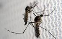 O vírus também pode estar ligado ao aumento de casos da Síndrome de Guillain-Barré, que provoca paralisia nos músculos em adultos e crianças. Segundo a OMS, o vírus zika é culpado pelos casos de síndrome e má-formação até que se prove o contrário. A forma de prevenção é o combate ao mosquito 'Aedes aegypti', transmissor da doença. 