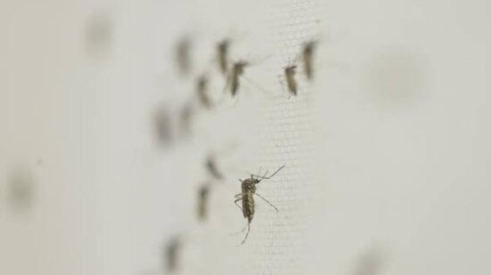 Mosquito&nbsp;'Aedes aegypti', que transmite a dengue