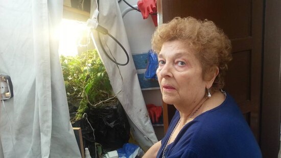 Contra dor. Daisy, de 69 anos, tem três pés da erva em casa