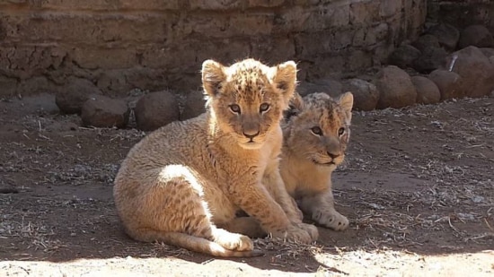 Filhote de leão em cativeiro em uma instalação da África do Sul. Investigação da World Animal Protection revelou que animais vivem em condições de stress em parques de leão, onde filhotes são oferecidos para entretenimento.