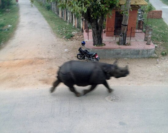Animal assustou moradores da região