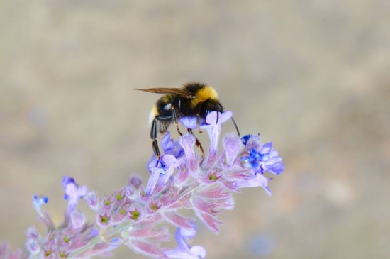 Em Nottingham, Inglaterra, uma abelha visita uma flor para sugar o nectar, levando o pólen de uma planta para outra.