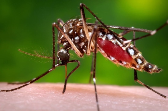 O mosquito 'Aedes aegypti' é transmissor do zika, da dengue e da chikungunya