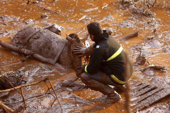 Equipe de resgate tenta retirar cavalo atolado na lama em Mariana