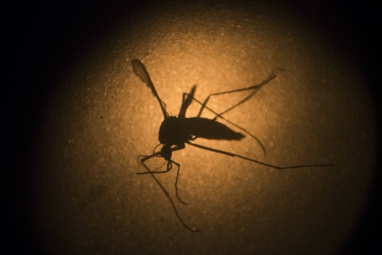 O mosquito Aedes aegypti transmite dengue, zika e chikungunya