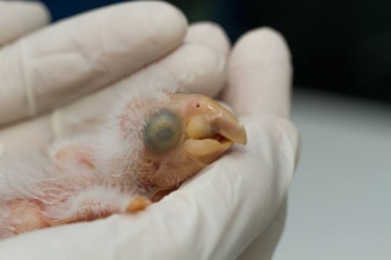 Primeira arara-azul-de-lear nascida em cativeiro na América Latina