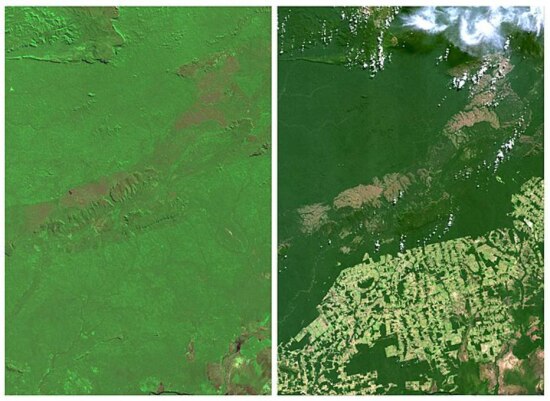 Imagens mostram desmatamento em Rondnia