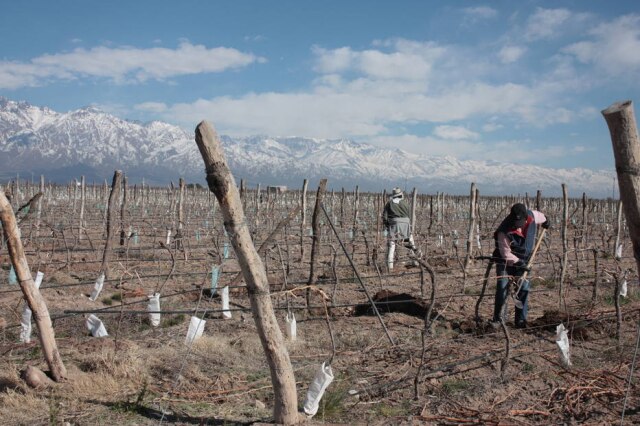 Mônica Nobrega/Estadão No Vale do Uco, bodegas têm os Andes como cenário.