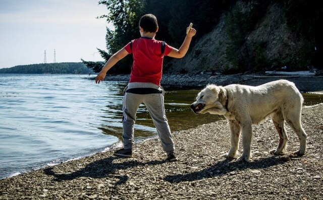 Cachorro permaneceu com menino enquanto ele estava desaparecido. Foto meramente ilustrativa.