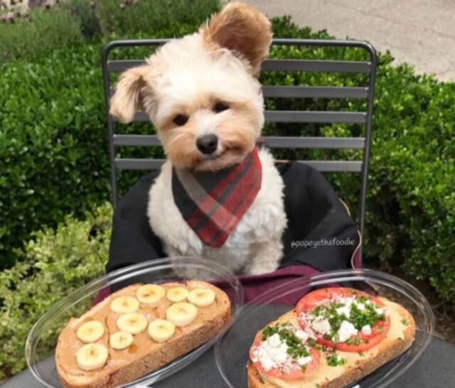 https://www.instagram.com/popeyethefoodie/ Em entrevista à ABC News, dona garante que o cachorro não come o que está na foto
