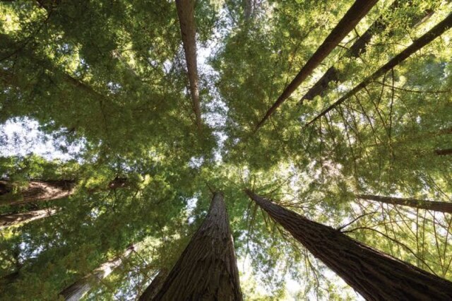 Carol Highsmith/Visit California Sequoias são vistas em vários parques da Califórnia