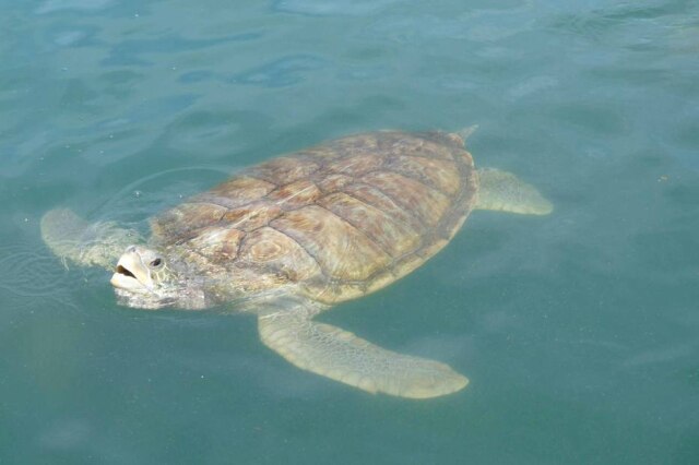 Nataly Costa/Estadão Nas Ilhas Cayman, o Turtle Farm abriga mais de 18 mil tartarugas