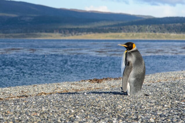 Roman Nemee/Estadão Entre os encontros da viagem, o pinguim imperial