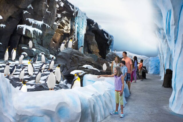 Divulgação Antarctica